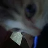 skyrushhsshhshssh