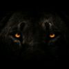 lion.king.beasts