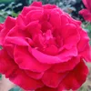 user94522606011786
