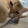 rosalieshearts
