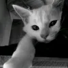 gaixauhehe6