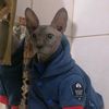 sphynxlover1