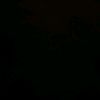 xyld._6