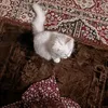 yf._dy
