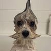 funnydog8