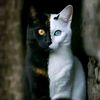 noer.alif4