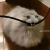 kit0_0haha