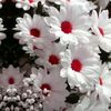 alomgirmiea2
