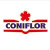 coniflor71