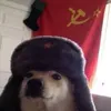 grzyboz