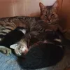 gatito0638389