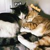 ilovemykittenz