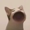 daniel.tintino3