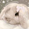 lily_12938