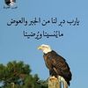 khaledmohamed4160