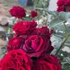 rehamkh97