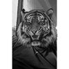 alpacho_6