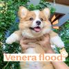 veneraflood0