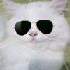mr.cat7899