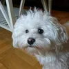 aliceismydogeditz