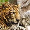 leopard.ukr