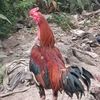 user86351850499468