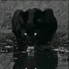 om_zmra99