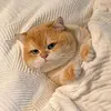 littlemeowrek