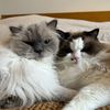 maggie.and.maisie6