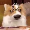 hoahoavmh