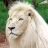 shah_o26