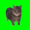 Catmeme Theater
