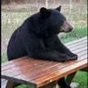 bear_tripl6