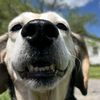 gagethedawg