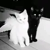 kkklbd5