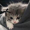 .jisoo914