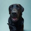 beau_theblacklab