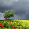 zanedou.m.alkasso