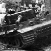 tiger.14487