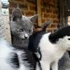 Fred cats