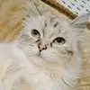 daki_zilan