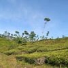 jovine.lee.wijaya