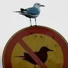 rtdlol