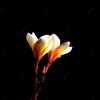 indralia63
