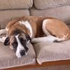 memphis_9050