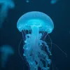 jellyfish.paradise