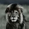 scar.face700