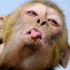 arif_1.__