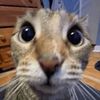 pikaa_inyh