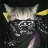 blacktas3